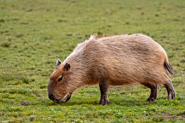 Capybara de profil dans la plaine  © guitou60