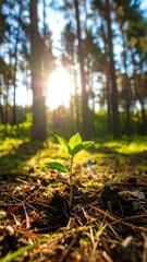 Sunrise seedling in pine forest
