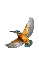 Obraz premium Kingfisher in flight against white background (2)