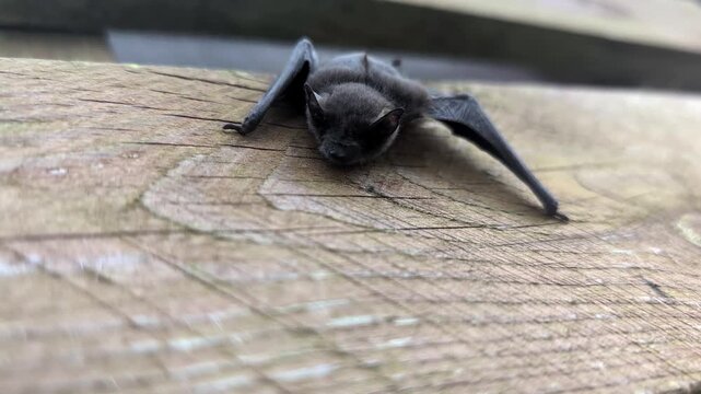 A small black bat rests on a wooden surface. Its wings are spread slightly, showcasing its delicate features. The background is blurred, emphasizing the bat