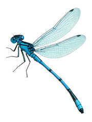 Blue-tailed damselfly with blue body and black-tipped tail