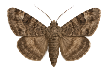 Clouded drab moth with brown and gray wings