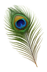 Fototapeta premium Peacock feather with detailed pattern and vibrant colors