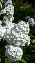 Close-up view of clusters of vibrant white flowers, showcasing delicate petals and intricate centers.