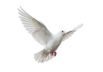 Isolated White dove in flight, elegant bird with outstretched wings in mid-air, peace concept