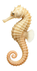 Obraz premium Seahorse with curled tail and elongated snout