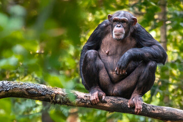 Chimpanzé dans la forêt
