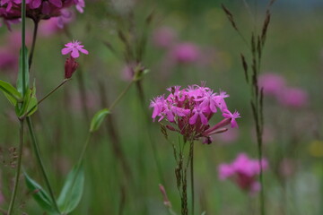 purple flowers in the field