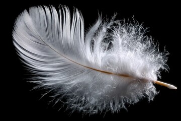 Obraz premium A single white feather illuminated against a dark background