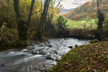 River flowing through autumn forest landscape