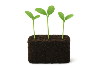 Three small sprouts growing from a rectangular clod of earth with transparent background