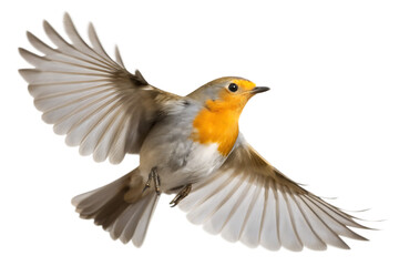 Obraz premium European robin bird in flight with wings spread isolated on a transparent background