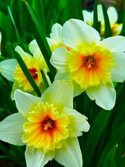 yellow daffodil flower