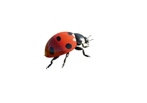 Isolated red ladybug with black spots, nature, close-up of cute insect, pest control