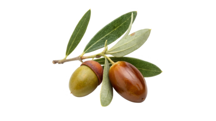 jojoba fruit isolated on transparent background	