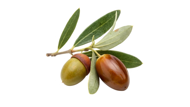 jojoba fruit isolated on transparent background	