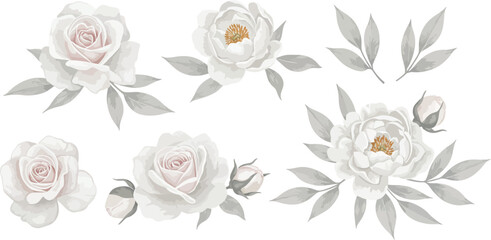 A collection of white roses and gray leaves on a white background on transparent background
