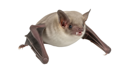 Isolated Bat with Teeth
