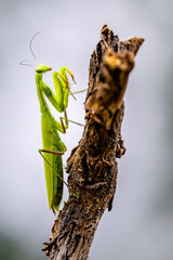 Gottesanbeterin (Mantis Religiosa)