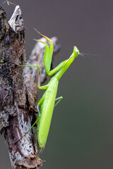 Gottesanbeterin (Mantis Religiosa)