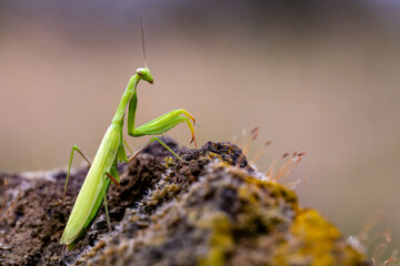Gottesanbeterin (Mantis Religiosa)