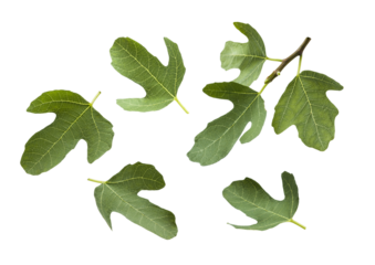 Fig leaves isolated on transparent background. PNG image.