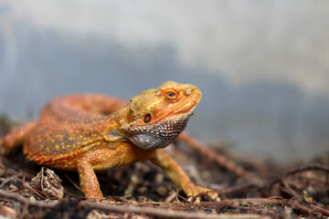 Bearded dragon lizard on Natural Habitat ,Close up image of Inland Bearded Dragon (Pogona vitticeps), Australian Bearded Dragon 