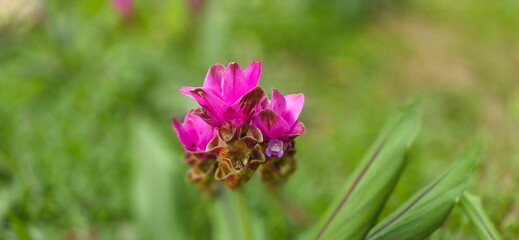 Fototapeta premium Siam Tulip on natural green background.Patumma Field. Pink curcuma sessilis Gage, flowers are borne in panicle-like raceme. Flowers are borne in dense, cylindrical panicles. Flower stalks are erect 
