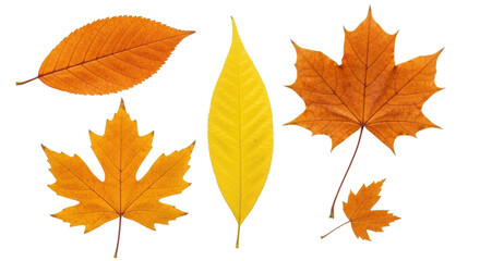 Isolated Assorted Autumn Leaves