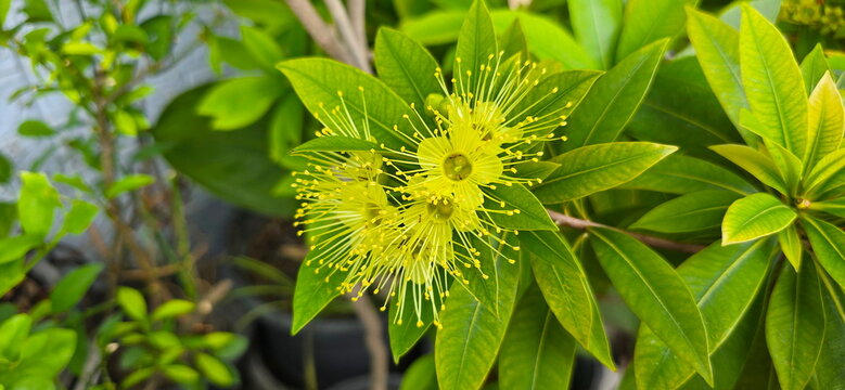 Yellow flowers of Golden penda, Junjum, Expo gold, Xanthostemon chrysanthus. The flowers are in clusters similar to the rose apple flowers, easily fall off and have faint fragrance.Blooms all year 
