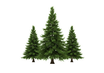 Isolated three evergreen trees, pine or fir, forest decoration, Christmas tree shape, nature