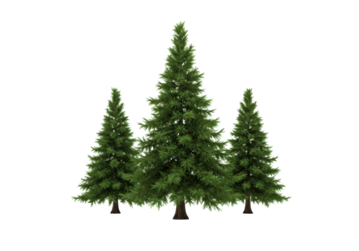 Isolated three evergreen trees, pine or fir, forest decoration, Christmas tree shape, nature