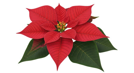 Isolated Poinsettia Flower