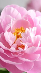 Close-up of a delicate pink peony