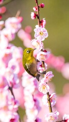 Green Bird on Pink Blossoms, Spring Garden