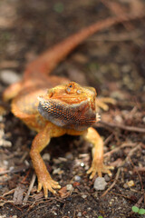 Bearded dragon lizard on Natural Habitat ,Close up image of Inland Bearded Dragon (Pogona vitticeps), Australian Bearded Dragon 