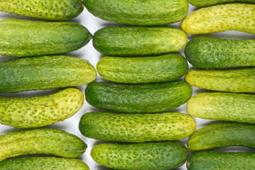 An overhead view shows neatly arranged rows of fresh pickling cucumbers, ready for preservation