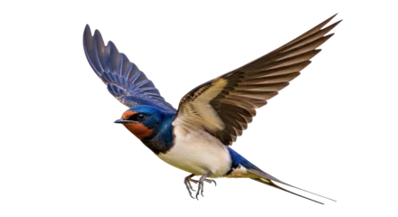 Selbstklebende Fototapeten Vogel Isolated Flying Barn Swallow  © Natalia