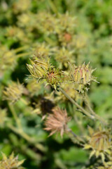 Purple berkheya flower budss - Latin name - Berkheya purpurea Silver Spikes