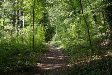 Waldweg an der Havel zwischen Kladow (Berlin) und Sacrow (Potsdam) im Sommer