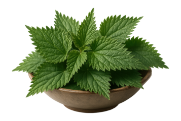 Whole stinging nettle leaves in a shallow dish