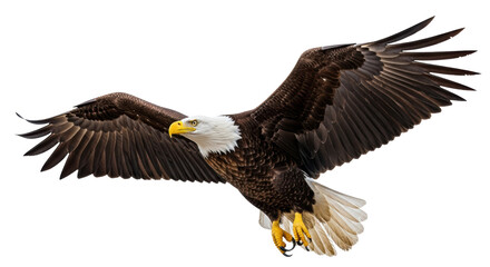 Isolated Bald Eagle in Flight