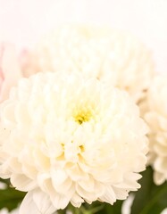 Close-up of a delicate white flower (1)