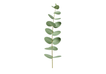 Isolated sprig of eucalyptus gunnii against neutral background for design templates and decor ideas