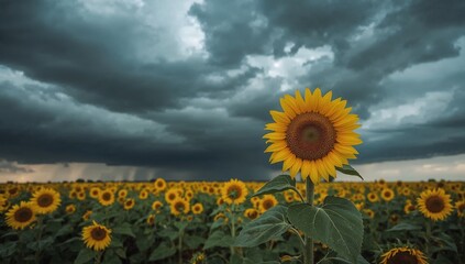 field of sunflowers
