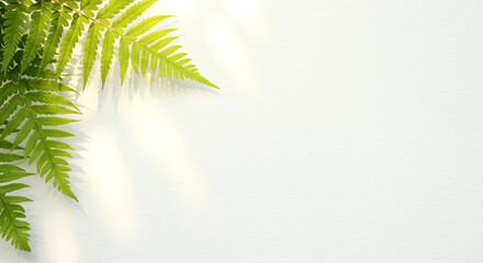 Obraz premium Green fern leaves on white textured surface