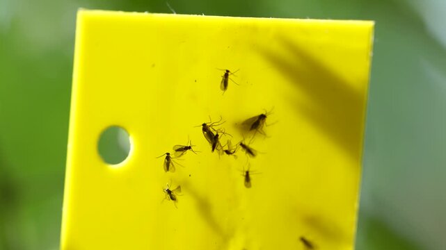 Fungus gnats stuck on yellow sticky trap macro. Non-toxic flypaper for Sciaridae pests around houseplant at home, closeup, soft focus. Plant pest control indoor. Insects stuck to the trap tape