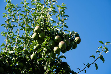 Birnenbäume Pyrus im Alten Land bei Hamburg