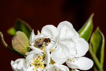 Obraz premium Birnenbäume Pyrus im Alten Land bei Hamburg