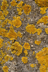 A close-up of a weathered concrete surface covered with patches of vibrant yellow and green lichen
